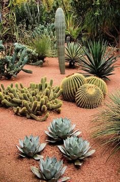 many different types of cactus plants in a garden