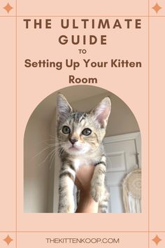 the ultimate guide to setting up your kitten's room with text overlaying it