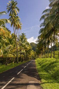 the road is lined with palm trees and green grass