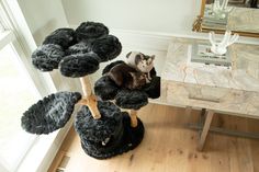 a cat sitting on top of a tree in a living room next to a window