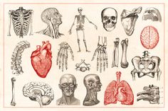 an old medical illustration shows the human body and its organs, including the heart, lungs,