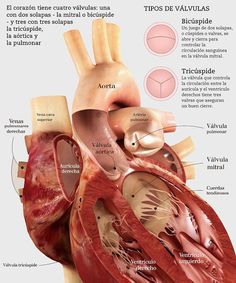 an image of the human heart with labels on each side and other parts labeled in spanish