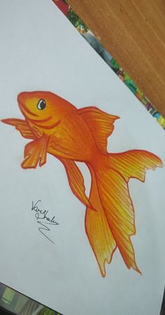 a drawing of a goldfish on white paper