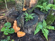 an assortment of mushrooms and ferns growing in the ground next to a tree stumps