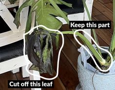 a potted plant sitting on top of a wooden floor next to a white chair