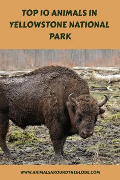 an animal that is standing in the dirt with words over it reading top 10 animals in yellowstone national park