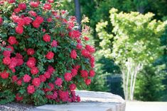 pink flowers are blooming on top of a stone wall