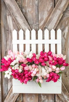 pink and white tulips in a window box on a wooden wall with a picket fence