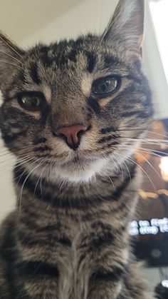 a cat sitting on top of a table looking at the camera with one eye open