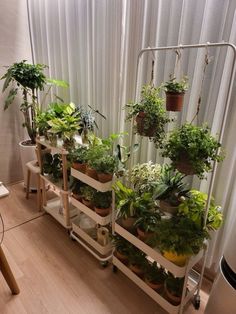 several potted plants sit on shelves in front of a window