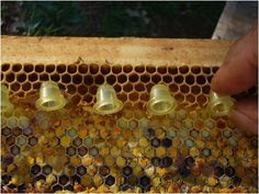 the beehive is filled with honeybees and bees