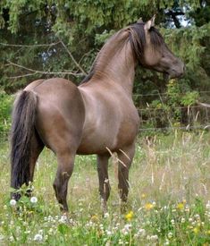 a brown horse standing on top of a lush green field