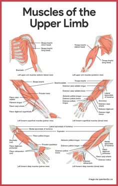 muscles of the upper limb and lower limb