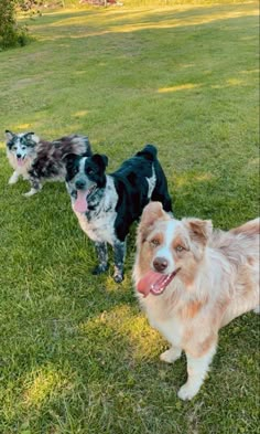 three dogs standing in the grass with their tongue out and one dog has its mouth open