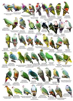 the birds are all different colors and sizes