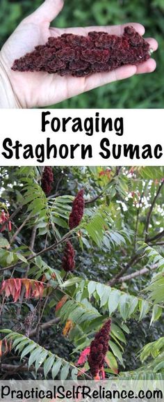 a hand holding out some red flowers in front of green leaves and the words foraging staghorn sumaculus