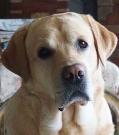 a close up of a dog in a bowl