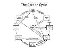 the carbon cycle is shown in this diagram