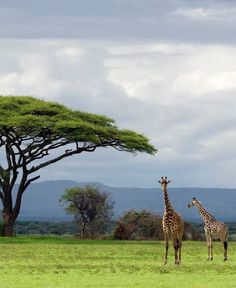 two giraffes standing in front of a tree on a grassy field with mountains in the background