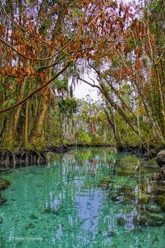 the water is crystal blue and clear in this forest area with trees on either side