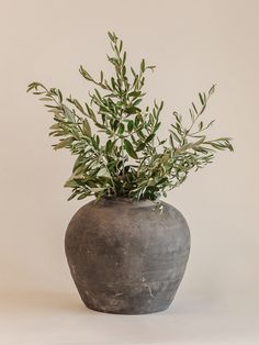 a plant in a vase on a white background