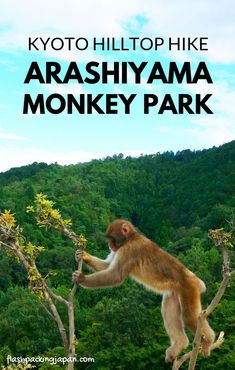 a monkey hanging from a tree branch with text overlay that reads, kyto hilltop hike arashiyama monkey park