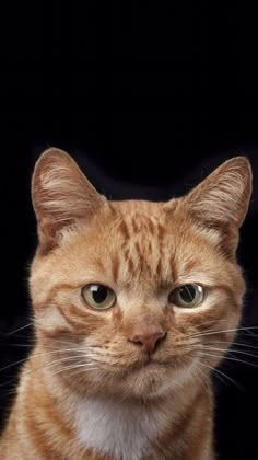 an orange tabby cat with green eyes looking at the camera while sitting in front of a black background