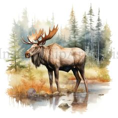 a moose is standing in the water near some trees