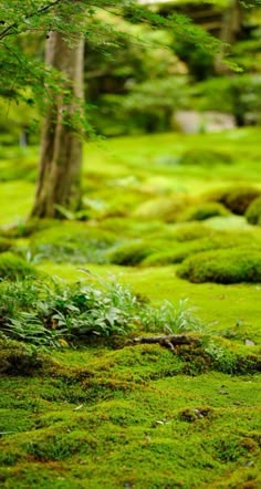 moss growing on the ground in a forest