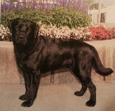 a large black dog standing in front of flowers