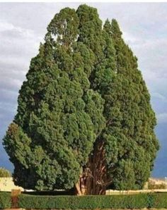 a large tree in the middle of a park