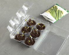 seedlings are in plastic containers with dirt on the ground next to a packet of seeds