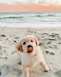 a dog on the beach with his tongue out