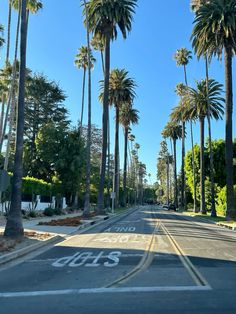 palm trees line the street in front of houses