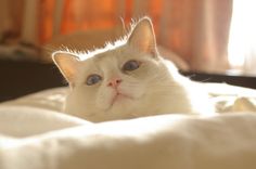 a white cat with blue eyes laying on a bed