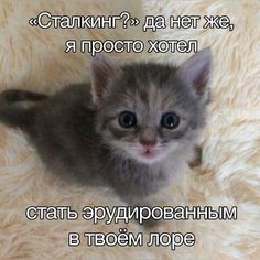 a small kitten sitting on top of a fluffy white rug with words written in russian