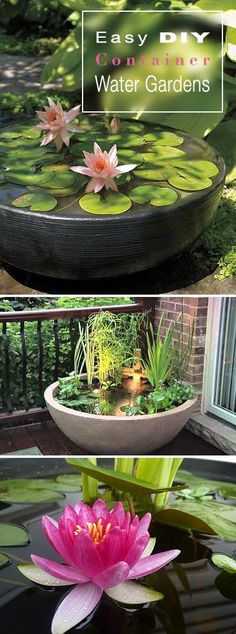 some water lilies are in a bowl on top of a pond with lily pads