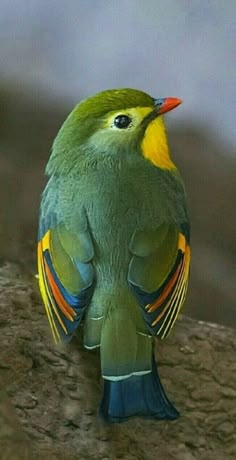 a colorful bird sitting on top of a tree branch