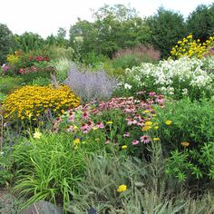 a bunch of flowers that are in the grass