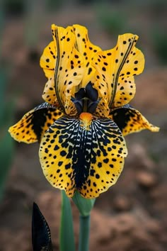 a yellow flower with black spots on it