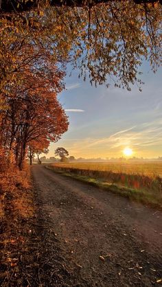 a dirt road with trees on both sides and the sun setting in the distance behind it