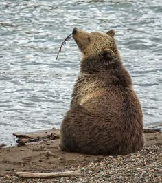 a brown bear sitting on top of a beach next to the ocean holding a fish in it's mouth