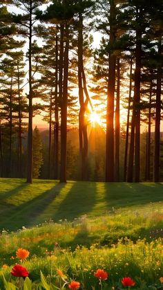 the sun is shining through the trees and grass in this field with wildflowers