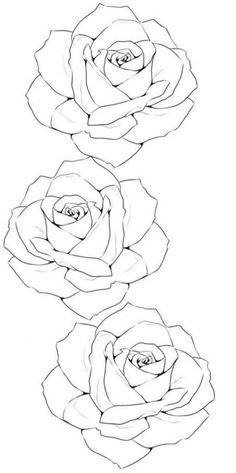 three roses are shown in black and white