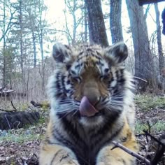 a large tiger laying in the woods with its tongue hanging out to it's mouth