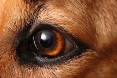 a dog's eye is shown in this close up photo, which appears to be brown and black