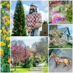 many different pictures of flowers and trees in the same photo, including a statue of a man holding a horse