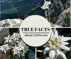 three pictures with the words true fact about edelweiss