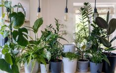 many potted plants are lined up on a table in front of a window with light bulbs