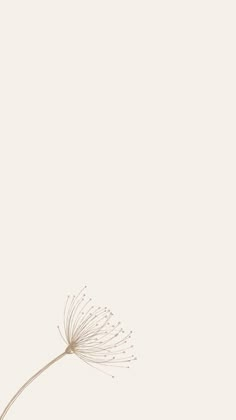 a dandelion flower in front of a white background